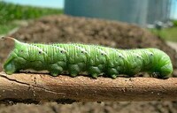 Insect Tech Innovations Image 6