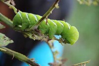 Insect Tech Innovations Image 8