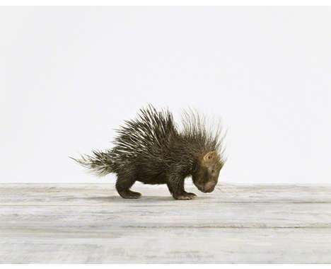 13 Adorable Animal Photoshoots