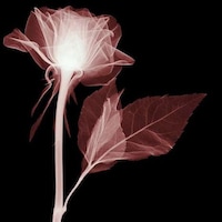 Transparent Petal Photography Image 2