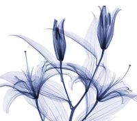 Transparent Petal Photography Image 6