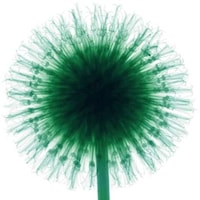 Transparent Petal Photography Image 7