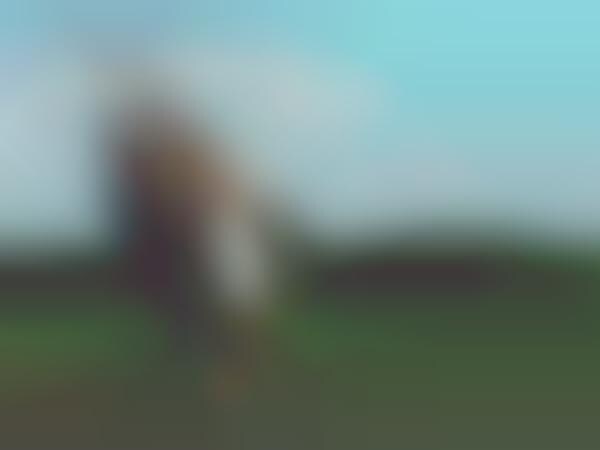 Equestrian Loving Photography