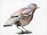 Musical Mammal Illustrations Image 7