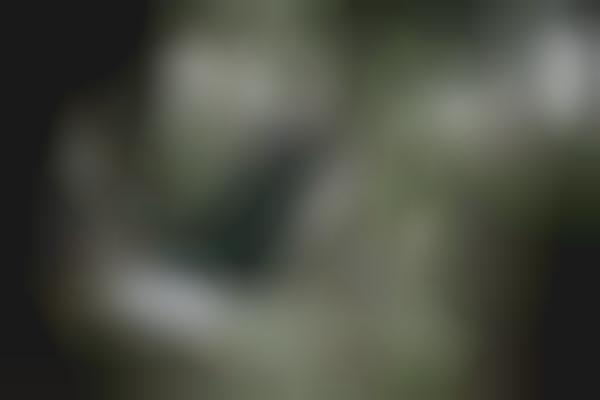 Creepy Cemetery Pictorials