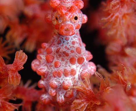34 Cool Coral Creations
