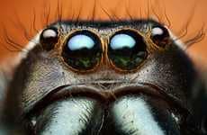Bugged-Out Photography
