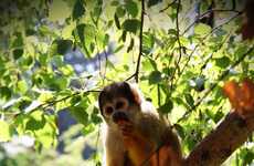 Monkey-Loving Photography