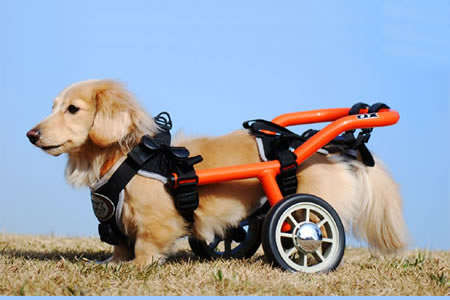 Doggie Wheelchairs