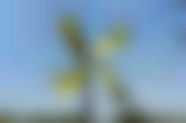 Bamboo Windmills