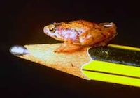 Miniature Amphibian Species Image 3