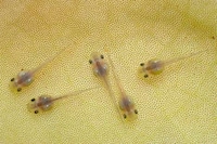 Miniature Amphibian Species Image 4