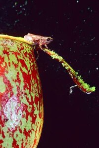 Miniature Amphibian Species Image 5