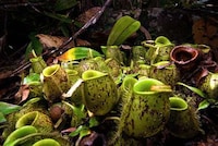 Miniature Amphibian Species Image 6