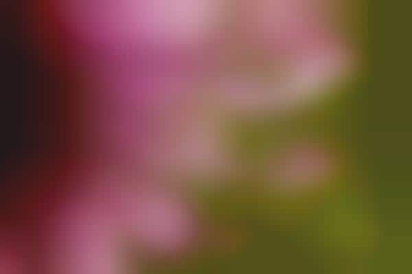 Chromatic Floral Portraits