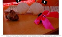 Boulder Romance Shows Image 5