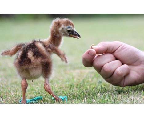 40 Avian Innovations
