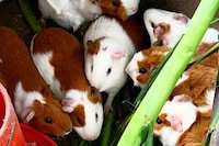 Rodent-Run Power Image 2