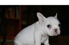 13 Hilarious Animal Photoblogs