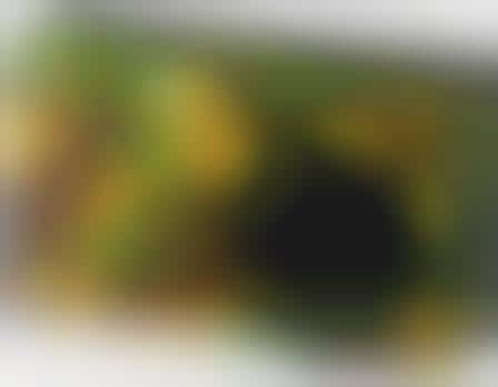 Lego-Like Cameras