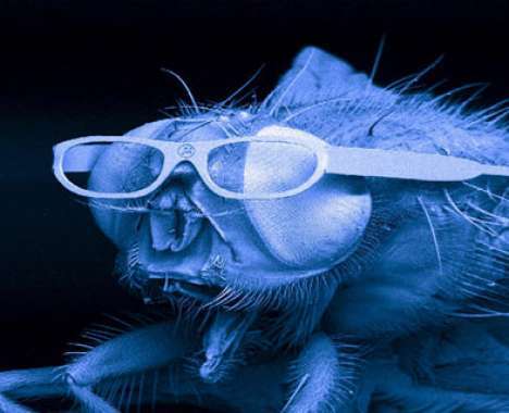 25 Tributes to Flies
