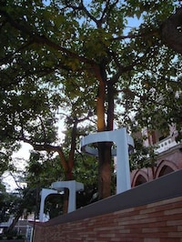 Tree-Encircling Lights Image 7