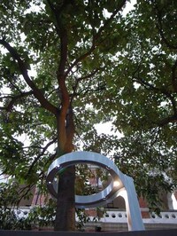 Tree-Encircling Lights Image 8