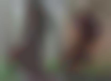 Fairytale Tree Houses