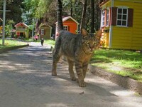 Cat Villages Image 2