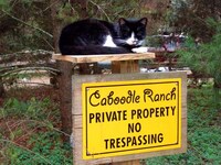 Cat Villages Image 4