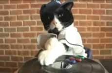 Viral Feline DJs