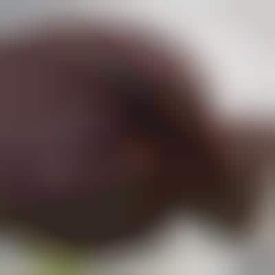 Exoticized Coffee Cakes