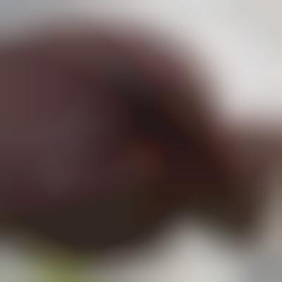 Exoticized Coffee Cakes