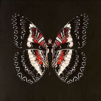 Butterfly-Winged Beauties Image 2