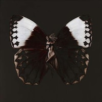Butterfly-Winged Beauties Image 5