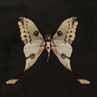 Butterfly-Winged Beauties Image 6