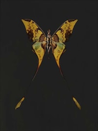 Butterfly-Winged Beauties Image 7