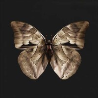 Butterfly-Winged Beauties Image 8