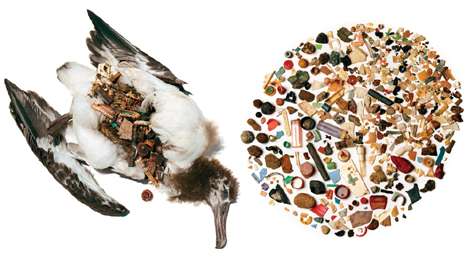 Eco-Negligence Kills Albatross
