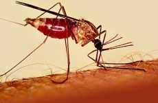 Malaria Cure Underway