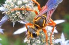 Wasp Rice Crackers