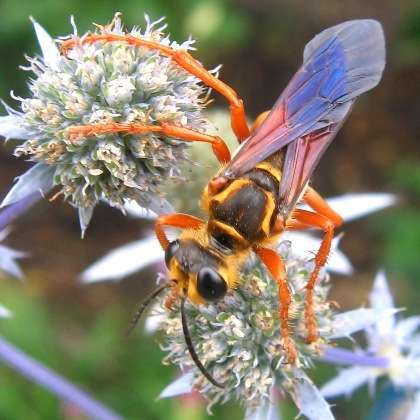 Wasp Rice Crackers