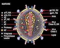 Dr Develops Enzyme That Destroys AIDS