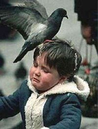 Pigeon Prohibition Image 3