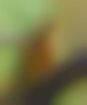 French Delicacy Nears Extinction