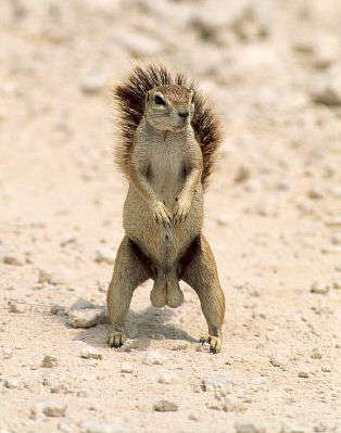 Birth Control For Squirrels