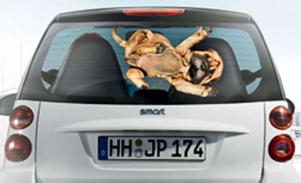 Canine Vehicle Campaigns