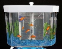 Toilet Tank Aquariums Image 2