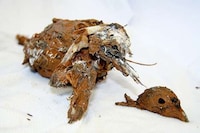 Speedy Fossilization Machines Image 2