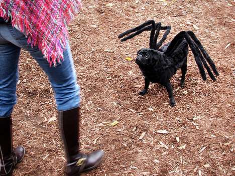 Dogs as Tarantulas
